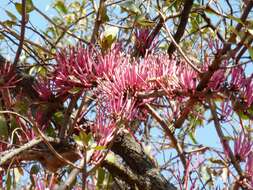 Image of Tapinanthus rubromarginatus (Eng I.) Danser