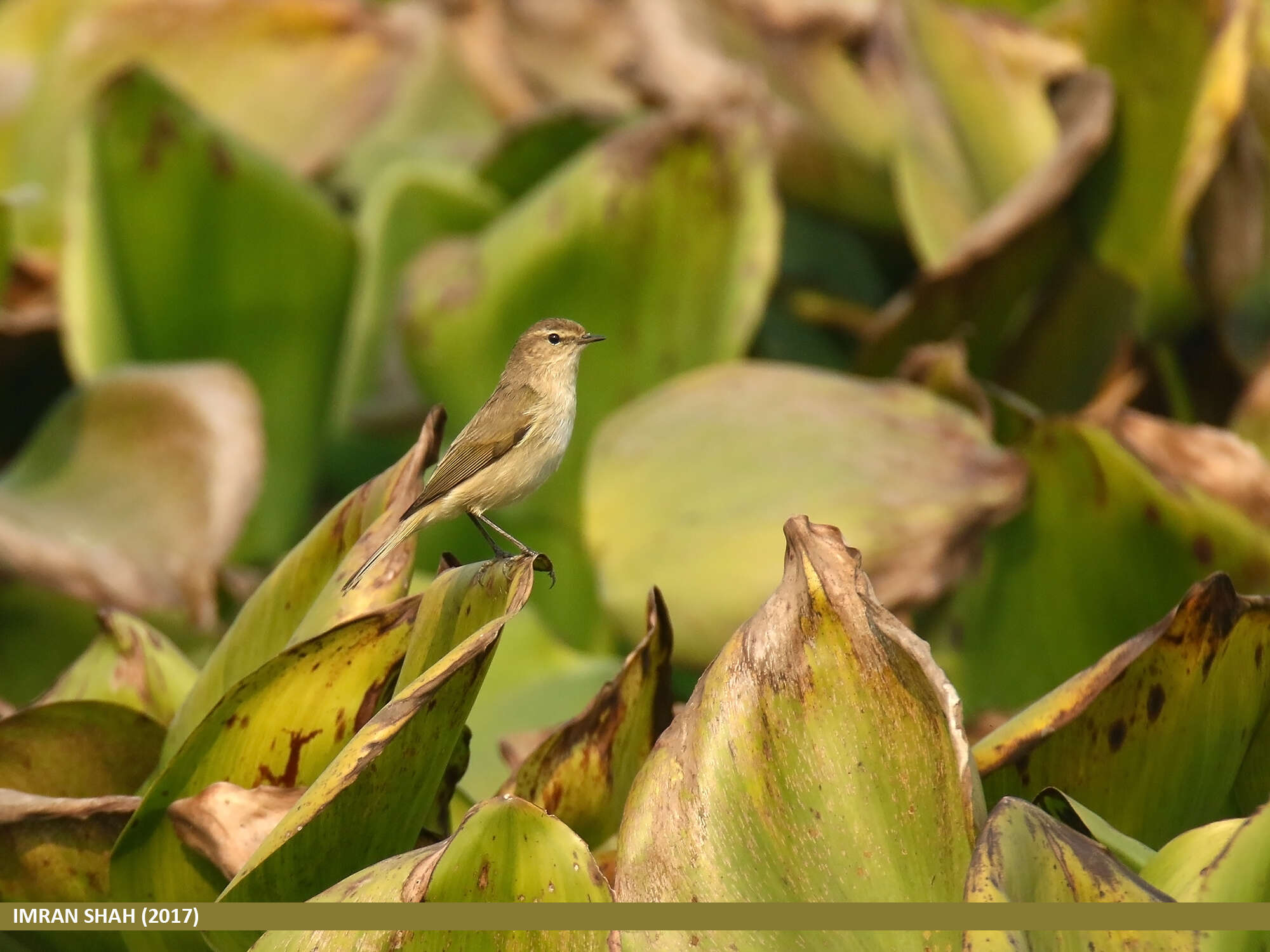 Image of Siberian Chiffchaff