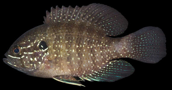 Image of Banded Sunfish