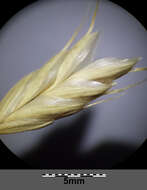 Image of corn brome