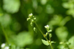 Image of common chickweed