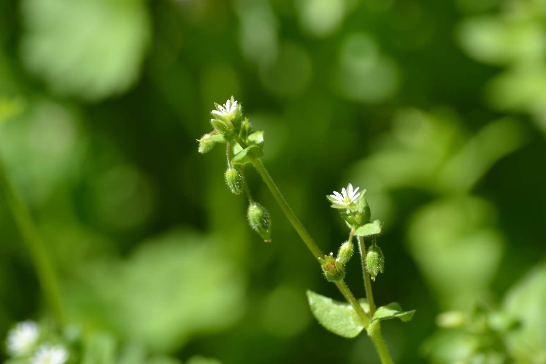 Image of common chickweed