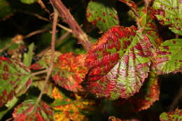 Image of Phragmidium violaceum (Schultz) G. Winter 1880