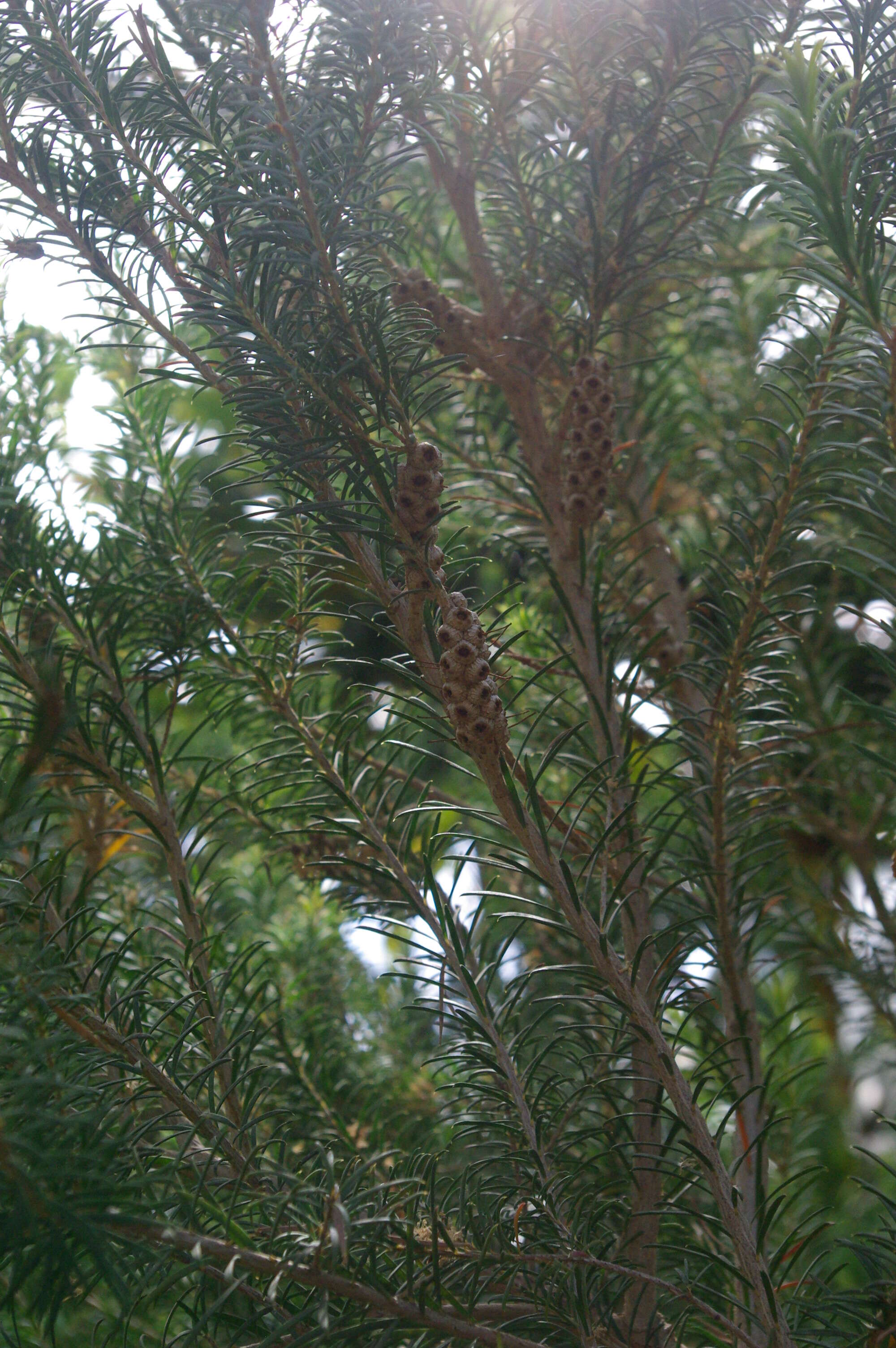 Image of Melaleuca acacioides F. Müll.