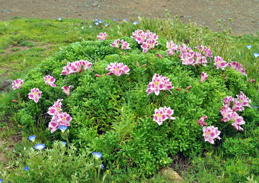 Image of Lily of the Incas