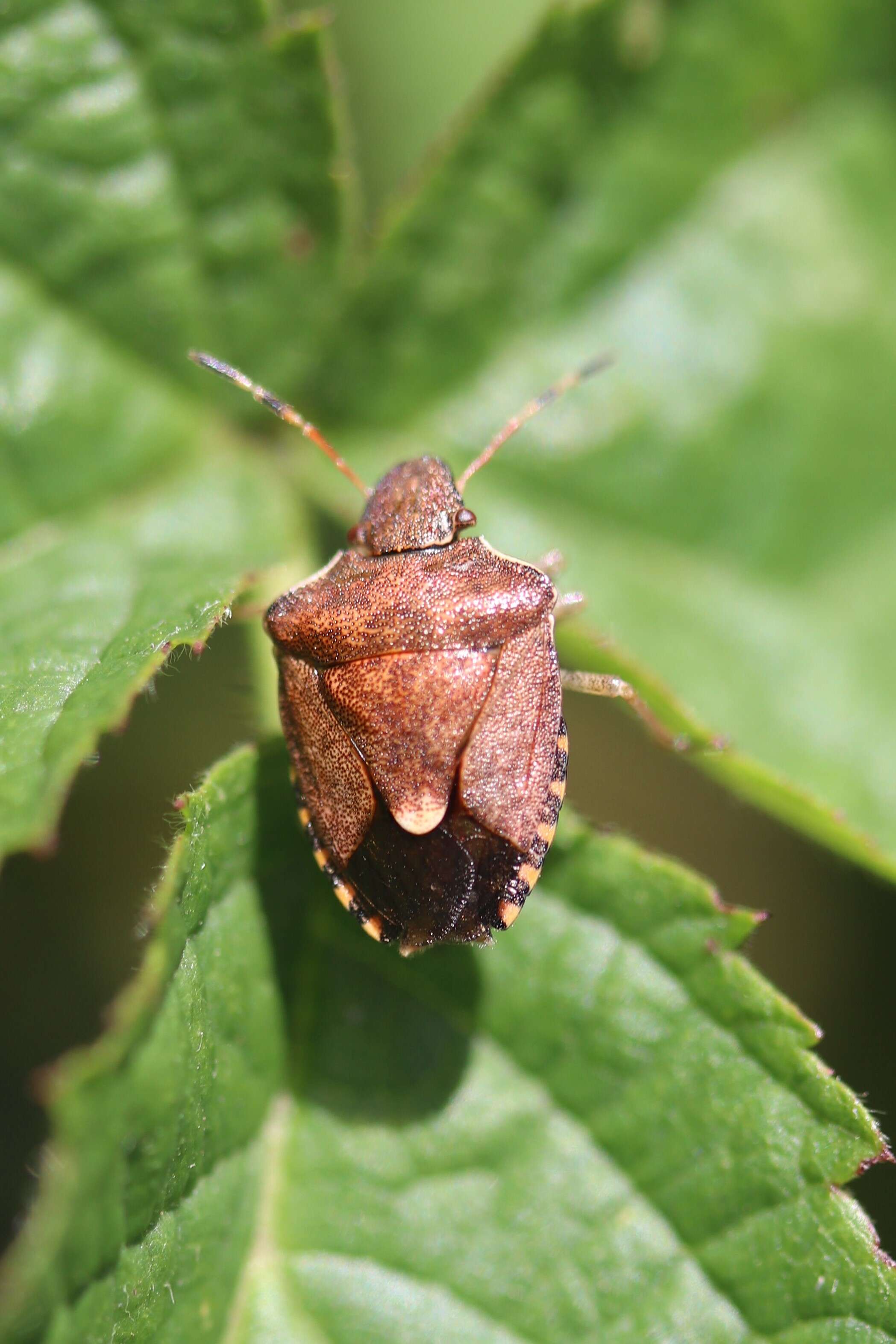 Image of Vernal Shieldbug