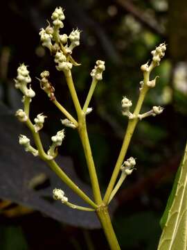 Image of Macaranga triloba (Thunb.) Müll. Arg.