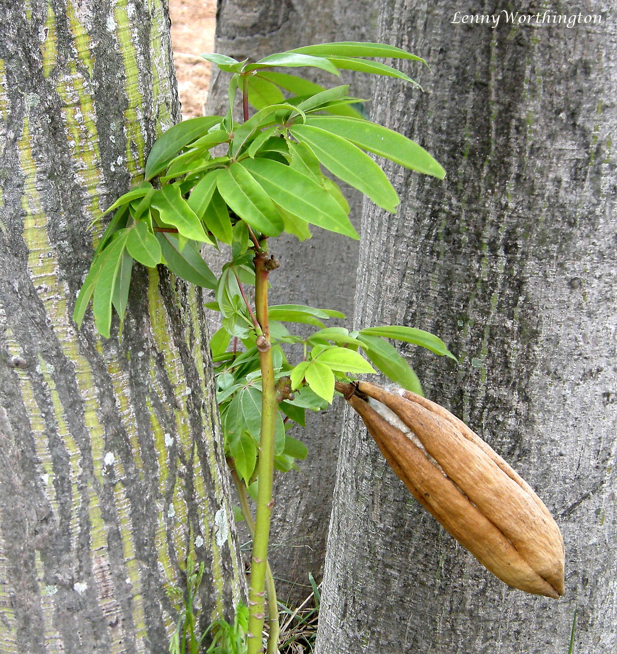 Image of kapoktree