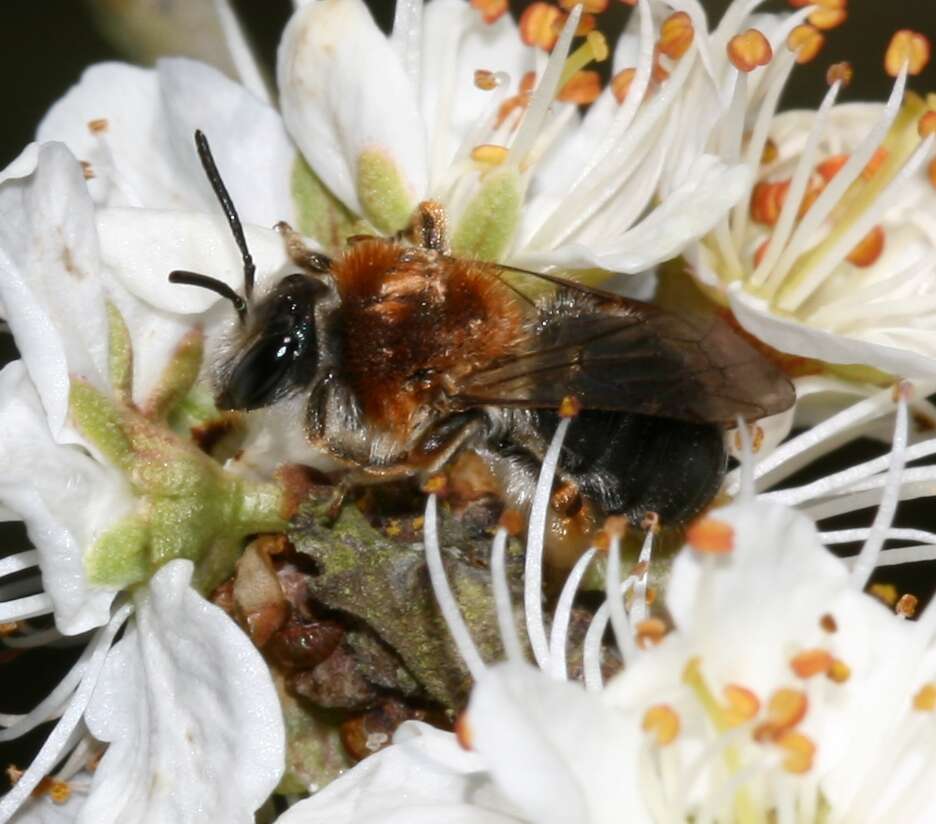 Image of early mining bee