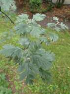 Image of Crataegus orientalis Pall. ex Bieb.