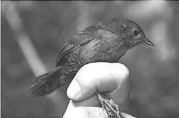 Image of Diamantina Tapaculo