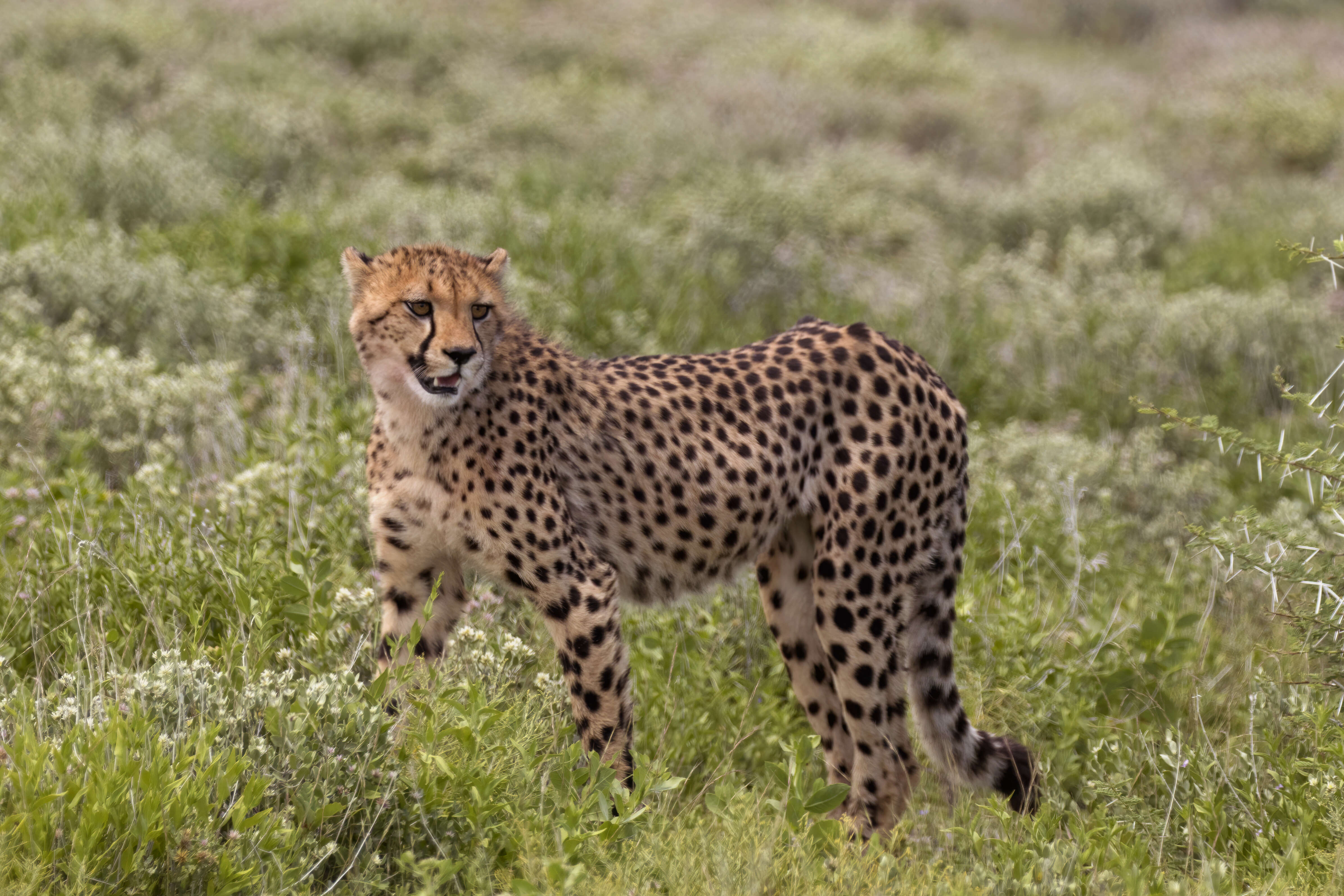 Image of Namibian cheetah