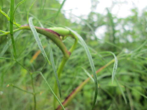 Image of hog's-fennel