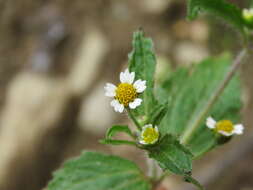 Galinsoga parviflora Cav. resmi