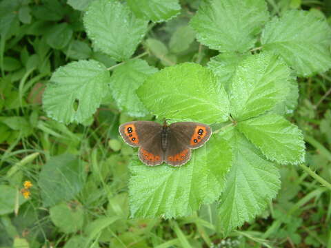 Image of scotch argus