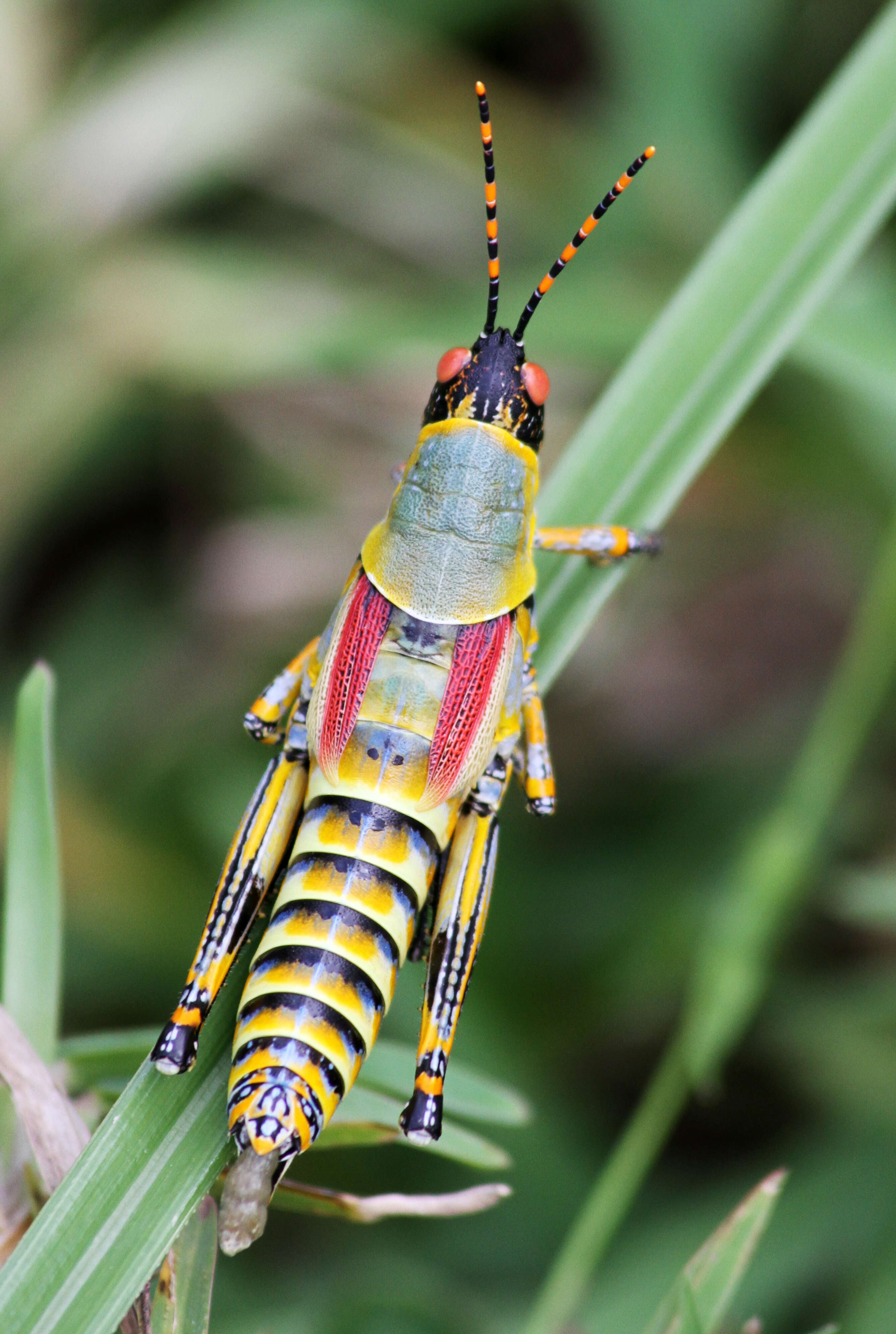 Image of Elegant Grasshopper