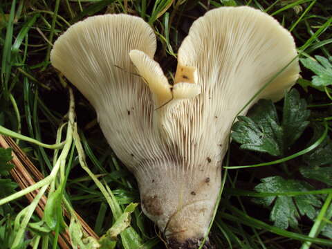 Image of Hohenbuehelia petaloides (Bull.) Schulzer 1866