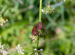 Image of <i>Graphosoma italicum</i>