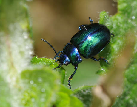 Image of Chrysolina coerulans