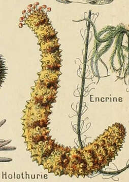 Image of Sea cucumber