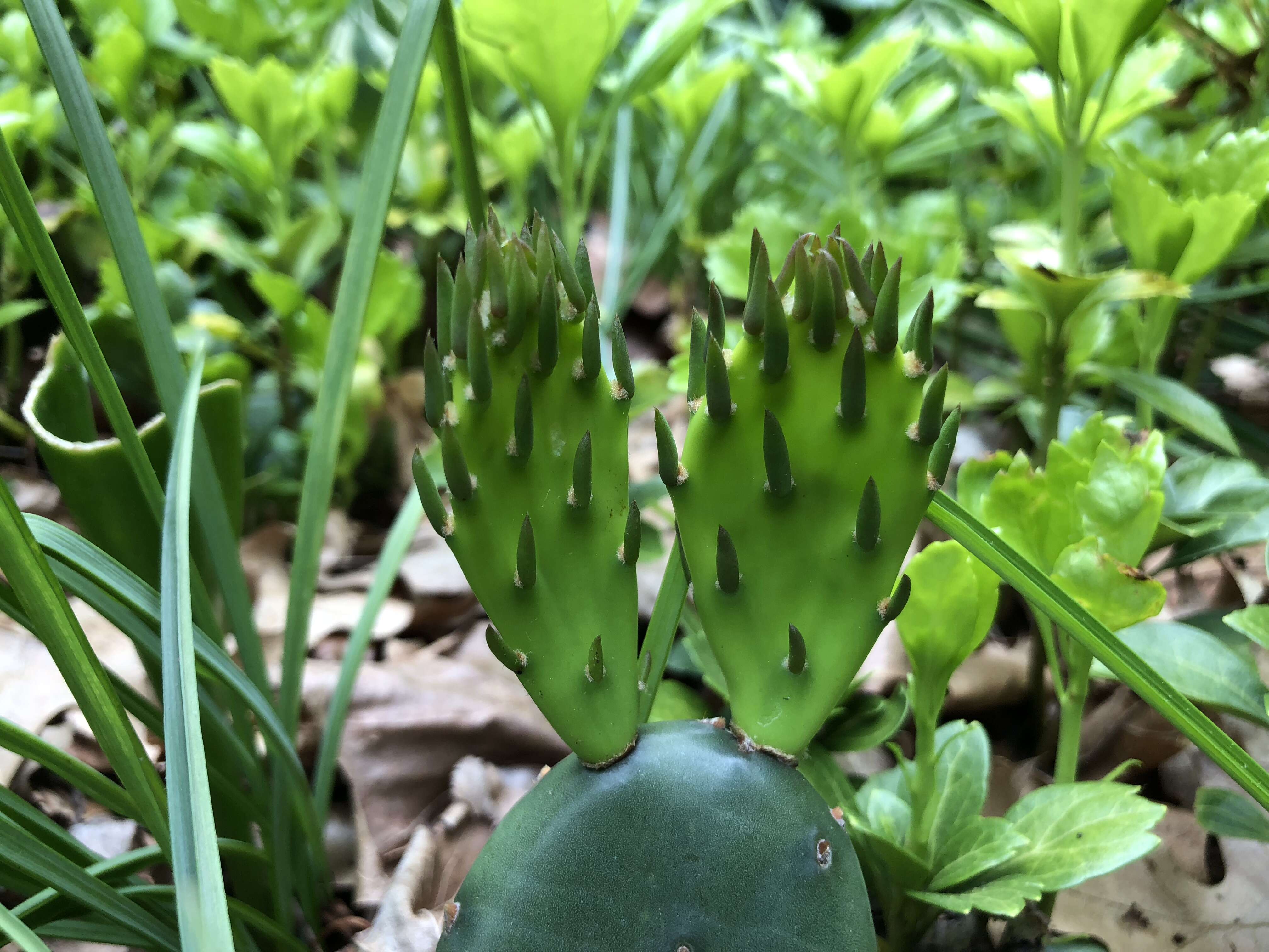 Image of Eastern Prickly Pear