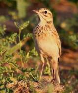 Image of African Pipit