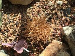 Ferocactus chrysacanthus (Orcutt) Britton & Rose resmi