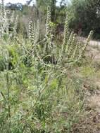 Image of annual ragweed