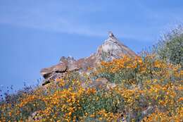 Image of American Mourning Dove