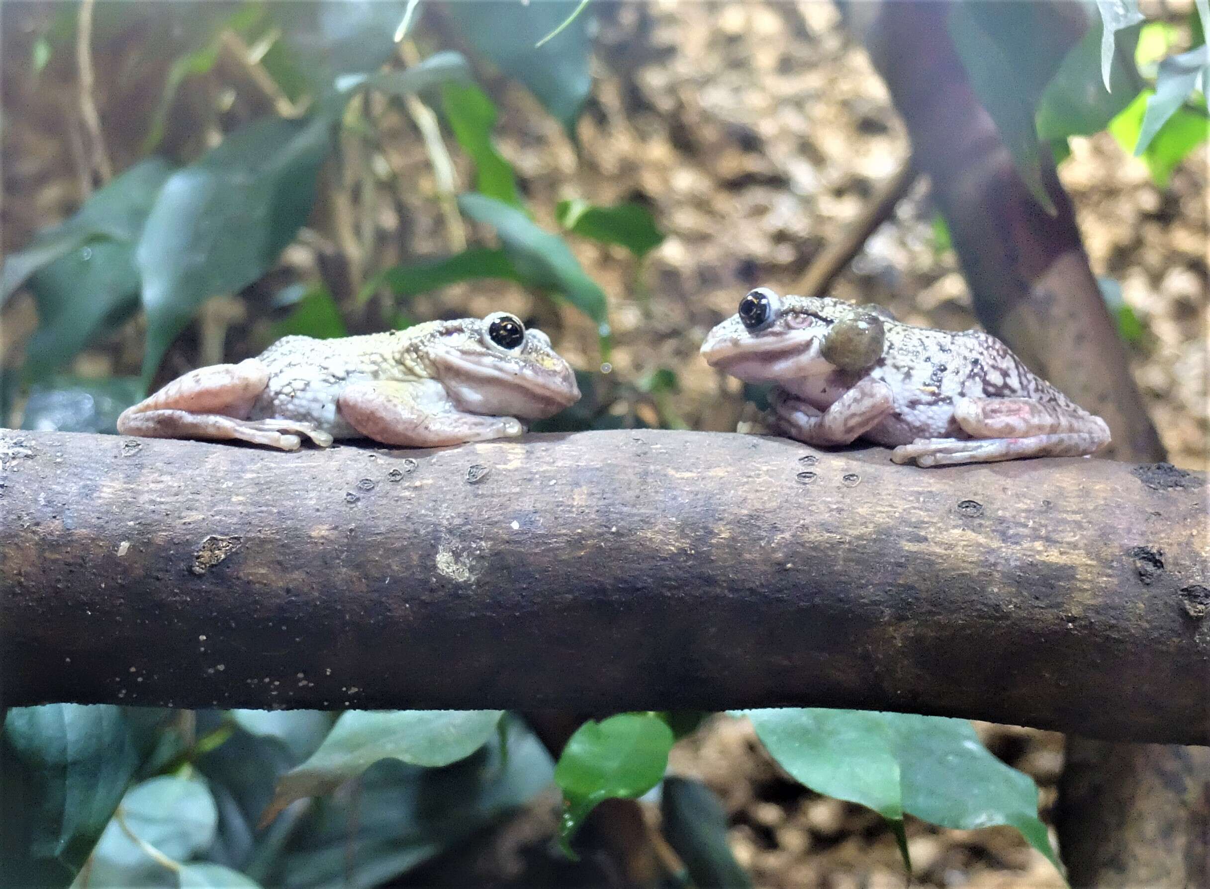 Image of Common tree frog