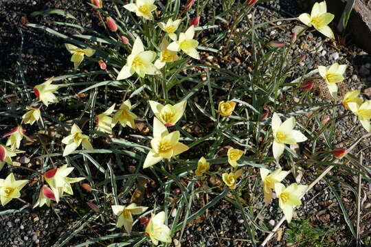 Image of lady tulip