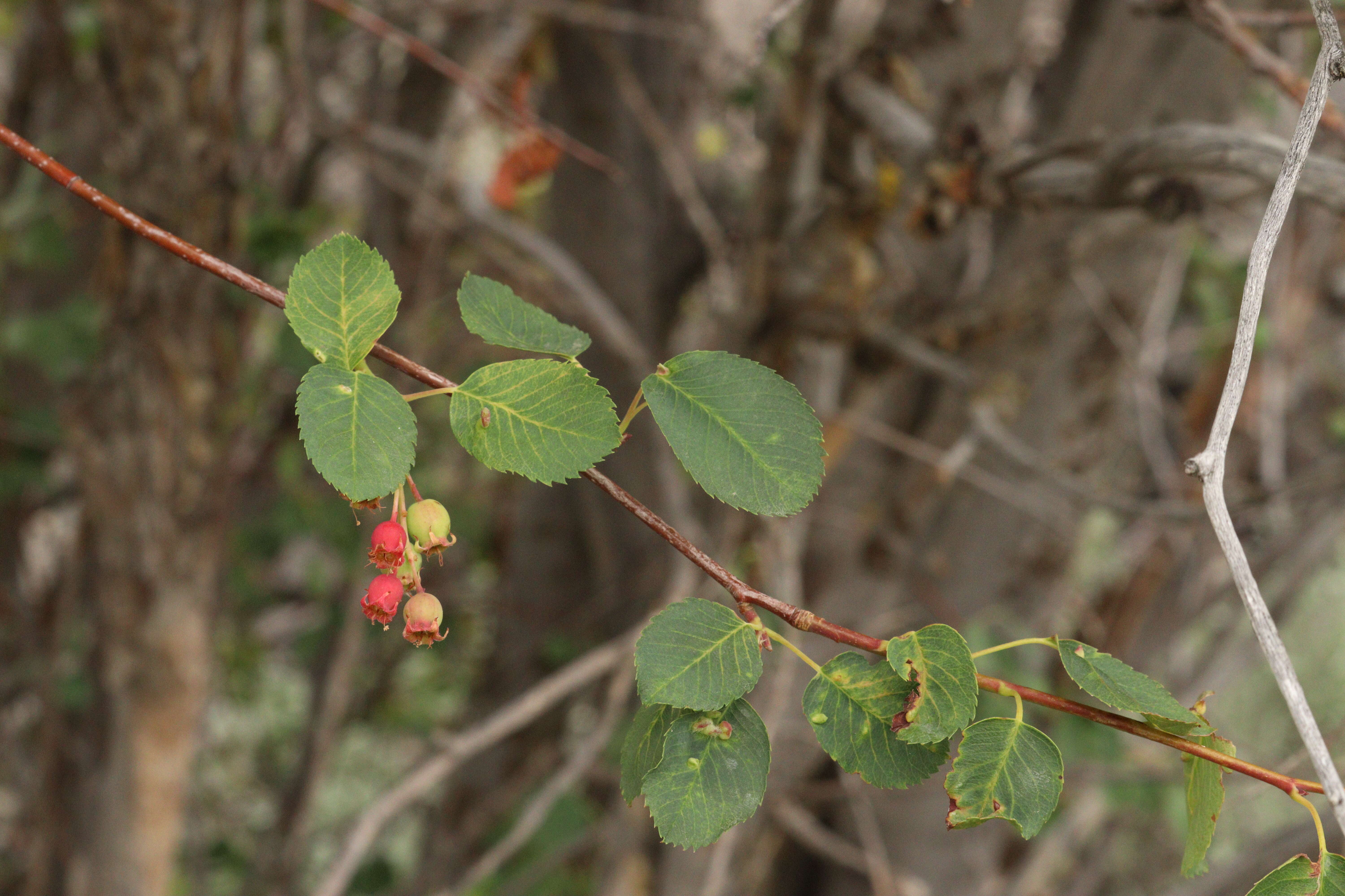 Слика од Amelanchier alnifolia (Nutt.) Nutt.