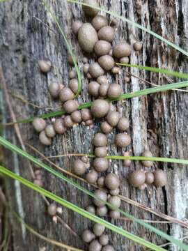 Image of Lycogala epidendrum