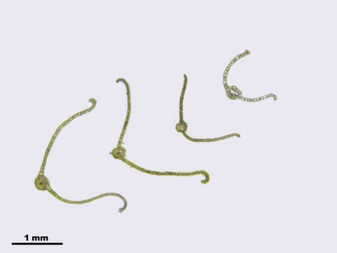 Image of Tortula protobryoides Zander 1993