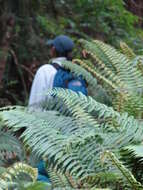 Image of alpine woodfern