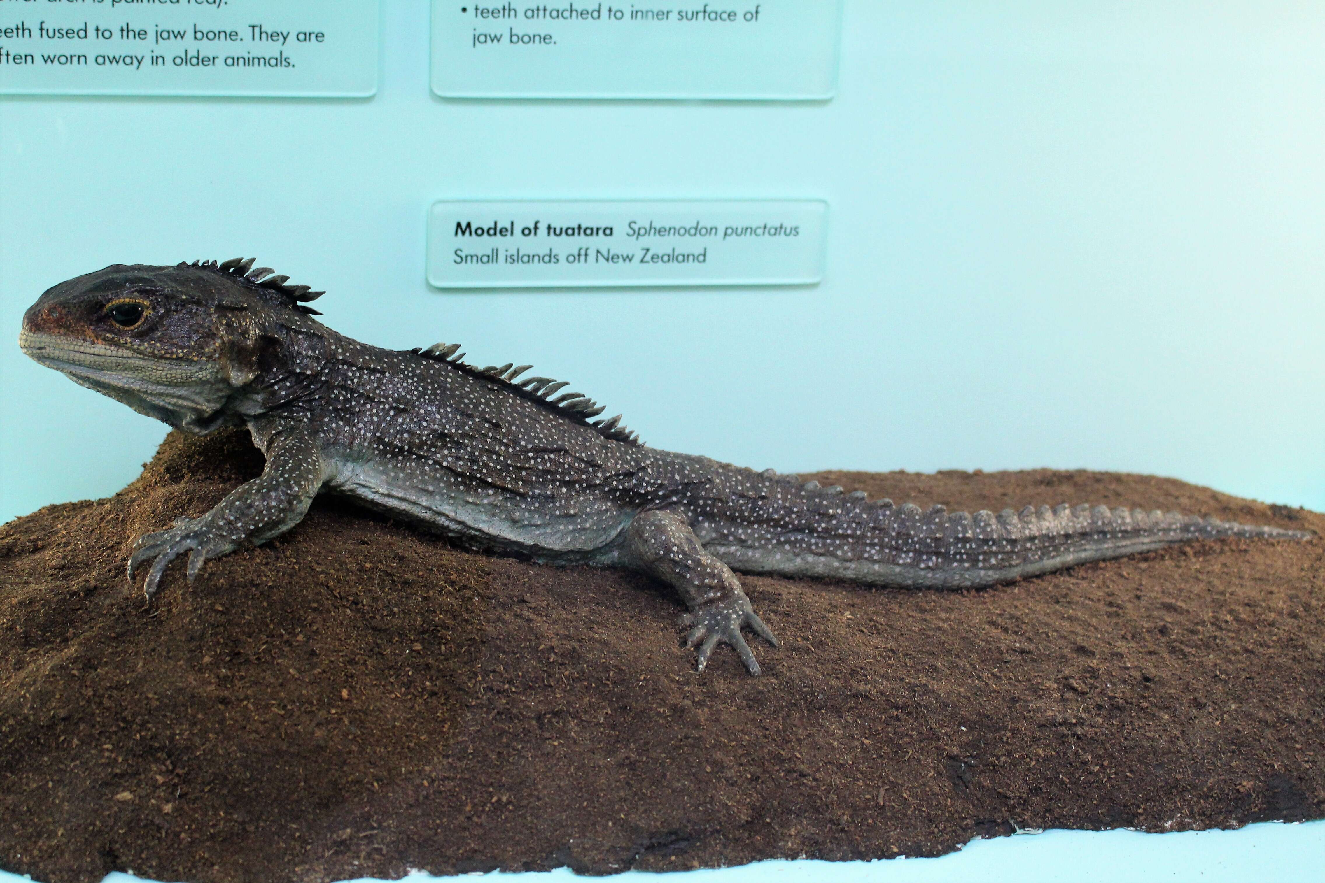 Image of Cook Strait Tuatara