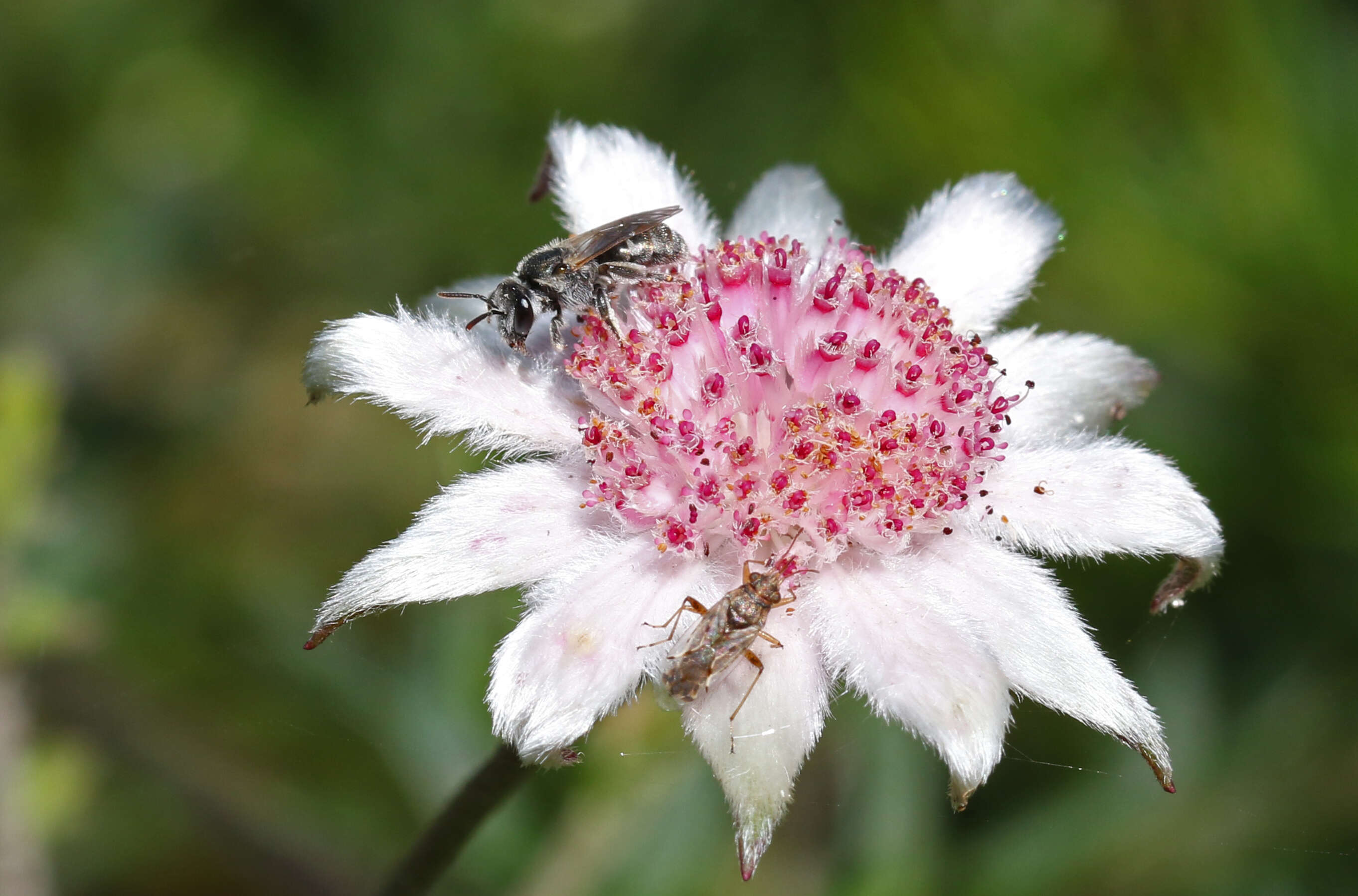 Imagem de Actinotus forsythii Maiden & Betche