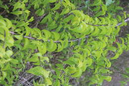 Image of Canthium coromandelicum (Burm. fil.) Alston