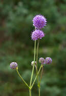 Image of Devil’s Bit Scabious