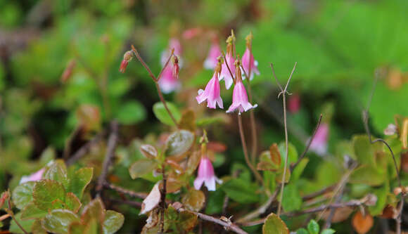 Image of Twinflower