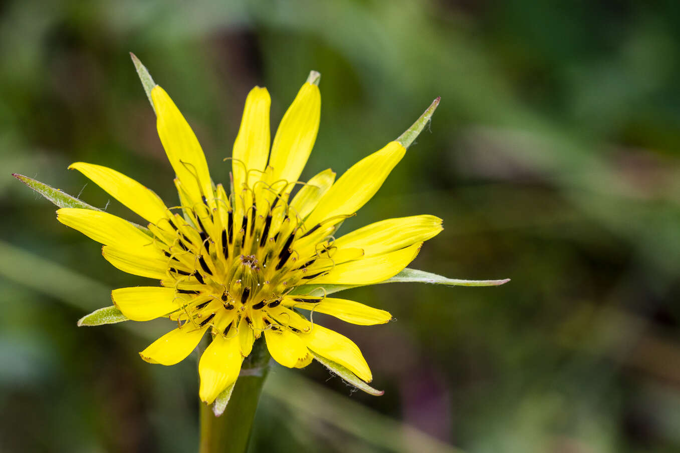 Image of yellow salsify