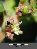 Image of Mediterranean Amaranth