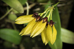 Image of Bulbophyllum retusiusculum Rchb. fil.