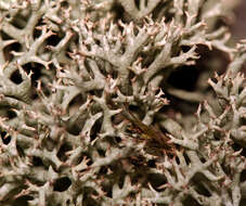 Image of Thorn cladonia