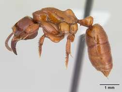 Imagem de Centromyrmex decessor