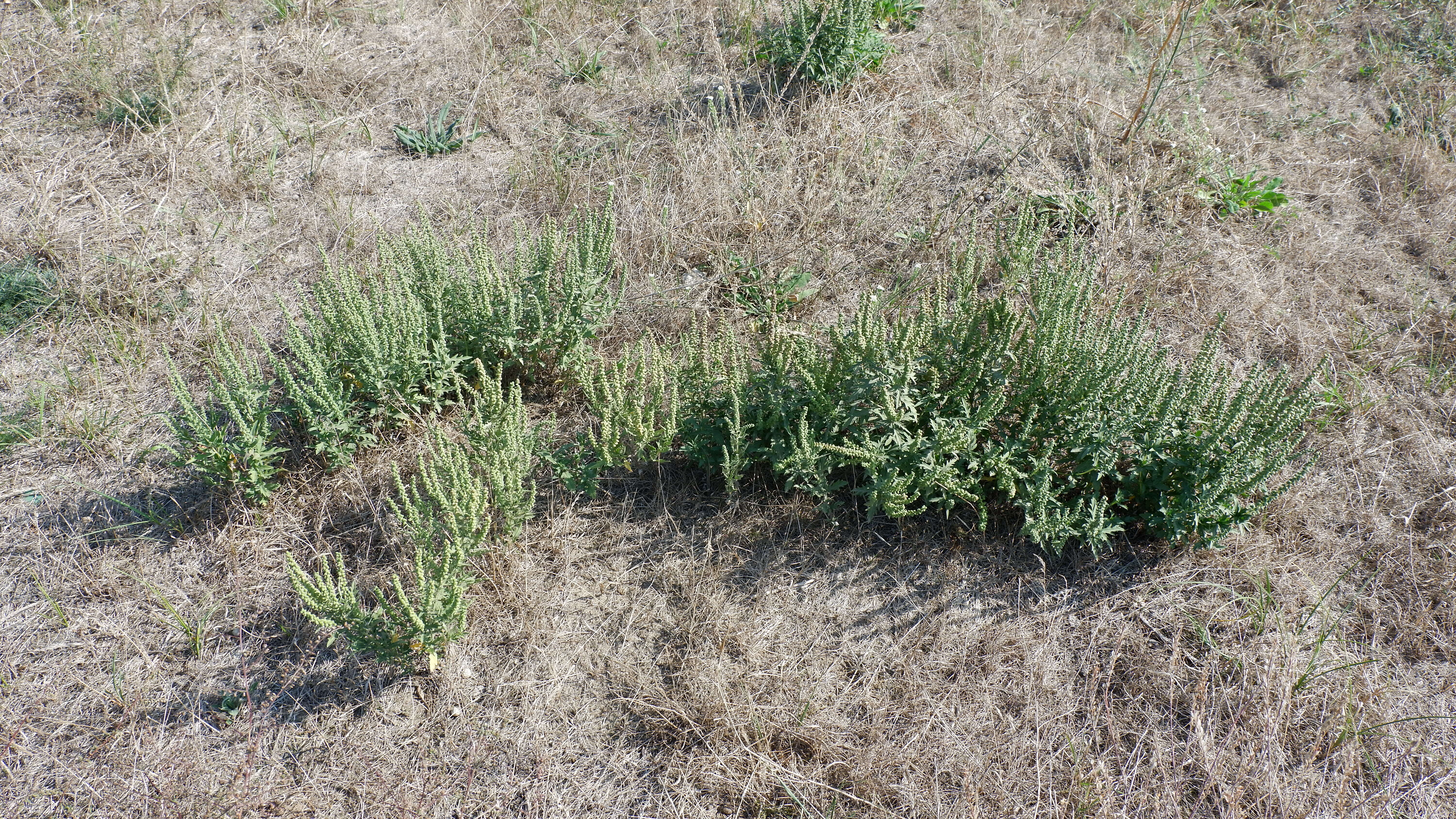 Image of Cuman ragweed