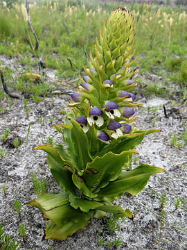 Image of Disa cornuta (L.) Sw.