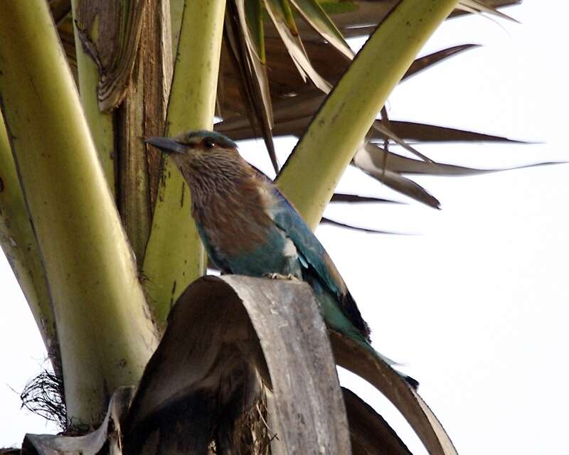 Imagem de Coracias benghalensis (Linnaeus 1758)