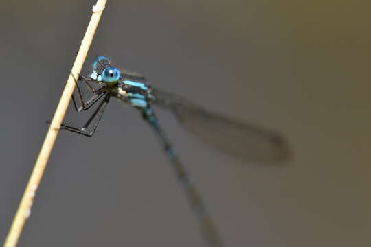 Image of Blue Damselfly