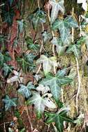 Hedera nepalensis K. Koch resmi